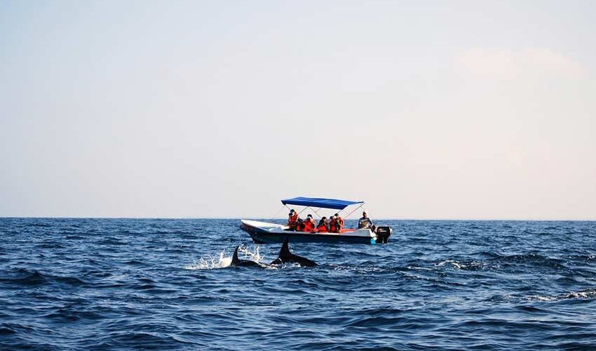 dolphin-boat-safari-goa